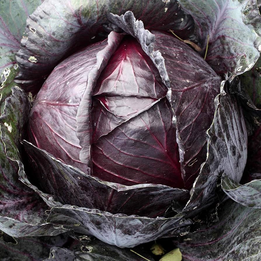 Cabbage Red Acre Brassica Oleracea – Heirloom Vegetable Garden Seeds