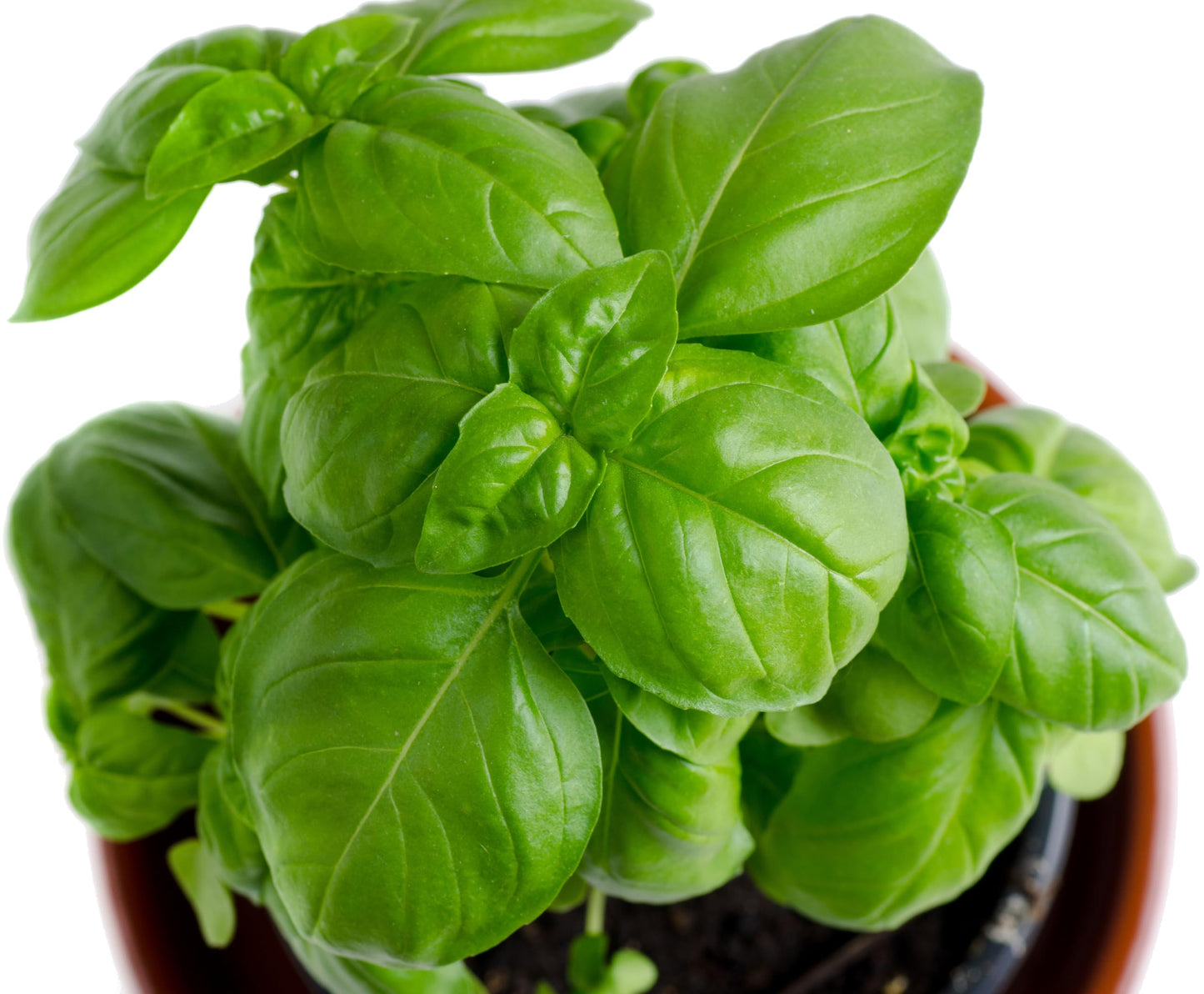 Basil Sweet Genovese Ocimum Basilicum – Culinary Herb Vegetable Seeds