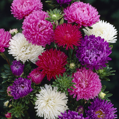 Aster Crego Giant – Mixed Flower Seeds
