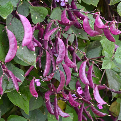 Hyacinth Bean Lablab Purpureus – Climbing Vegetable Seeds