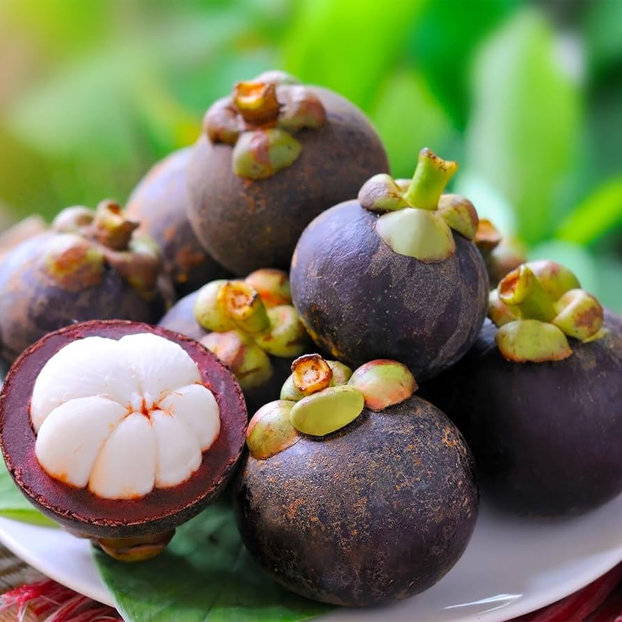 Mangosteen (Garcinia mangostana) Seeds for Planting – Heirloom, Non-GMO, Tropical Fruit Variety, Easy to Grow