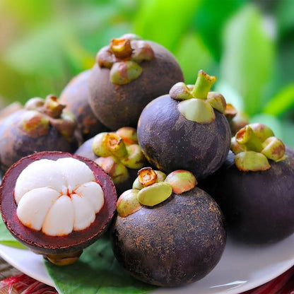 Mangosteen (Garcinia mangostana) Seeds for Planting – Heirloom, Non-GMO, Tropical Fruit Variety, Easy to Grow