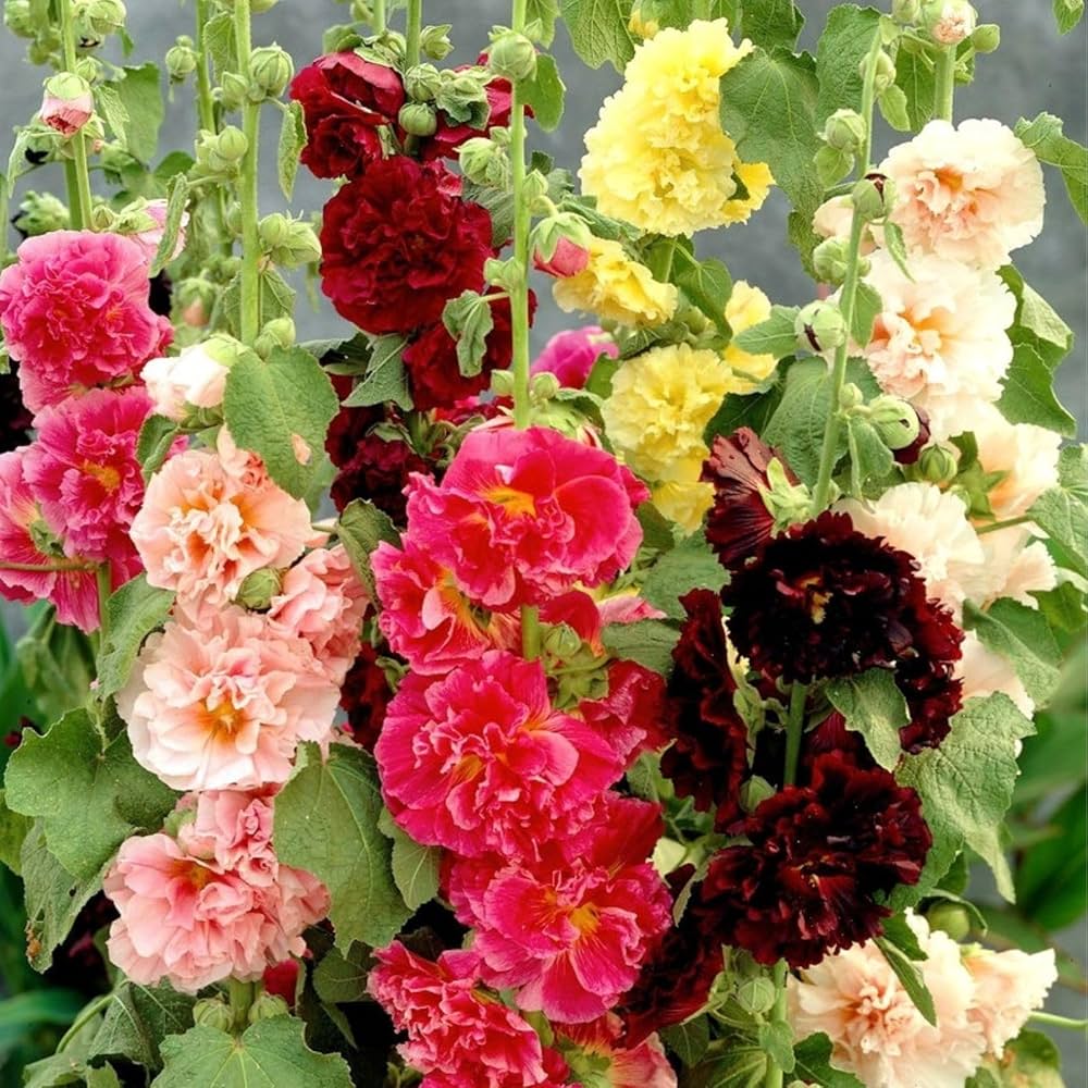 Hollyhock Danish Variety (Alcea rosea) Seeds for Planting – Heirloom, Non-GMO, Easy to Grow, Biennial Blooms
