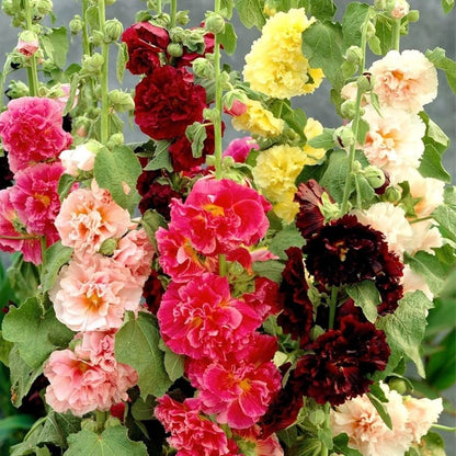 Hollyhock Danish Variety (Alcea rosea) Seeds for Planting – Heirloom, Non-GMO, Easy to Grow, Biennial Blooms