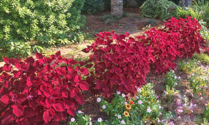 Coleus Wizard Velvet – Annual Flower Seeds