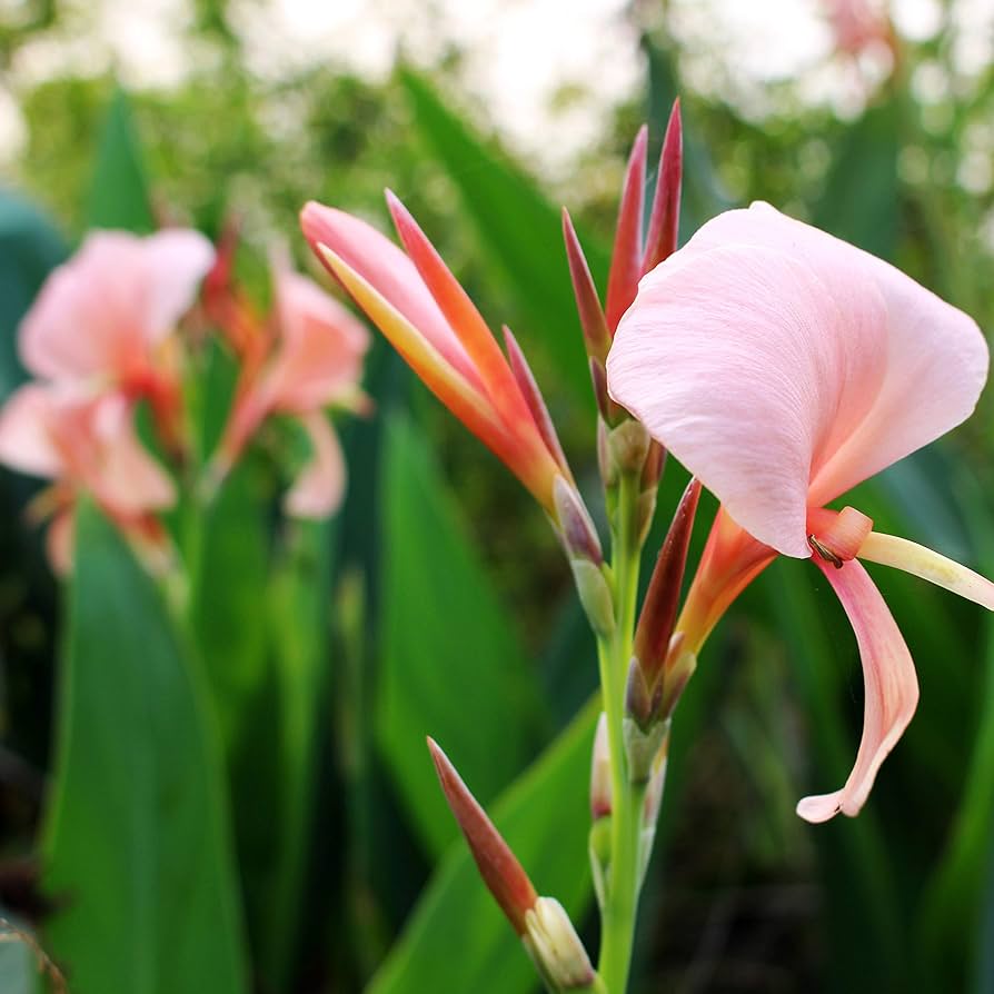 Canna Canna x Generalis – Rose Garden Flower Seeds