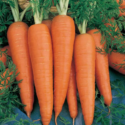 Carrot Denvers Daucus Carota – Vegetable Garden Seeds