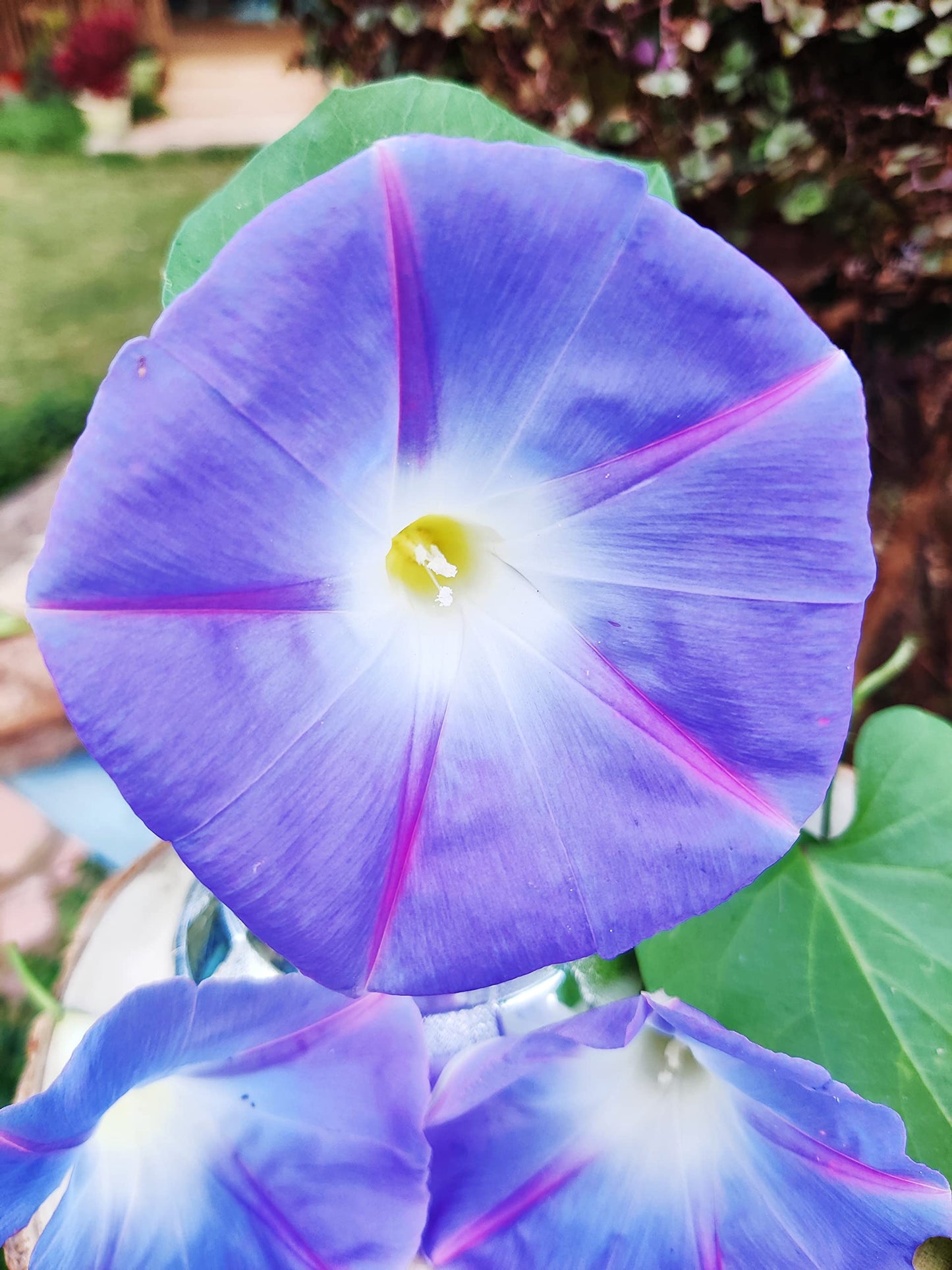 Violet Hige Ipomoea – Garden Flower Seeds