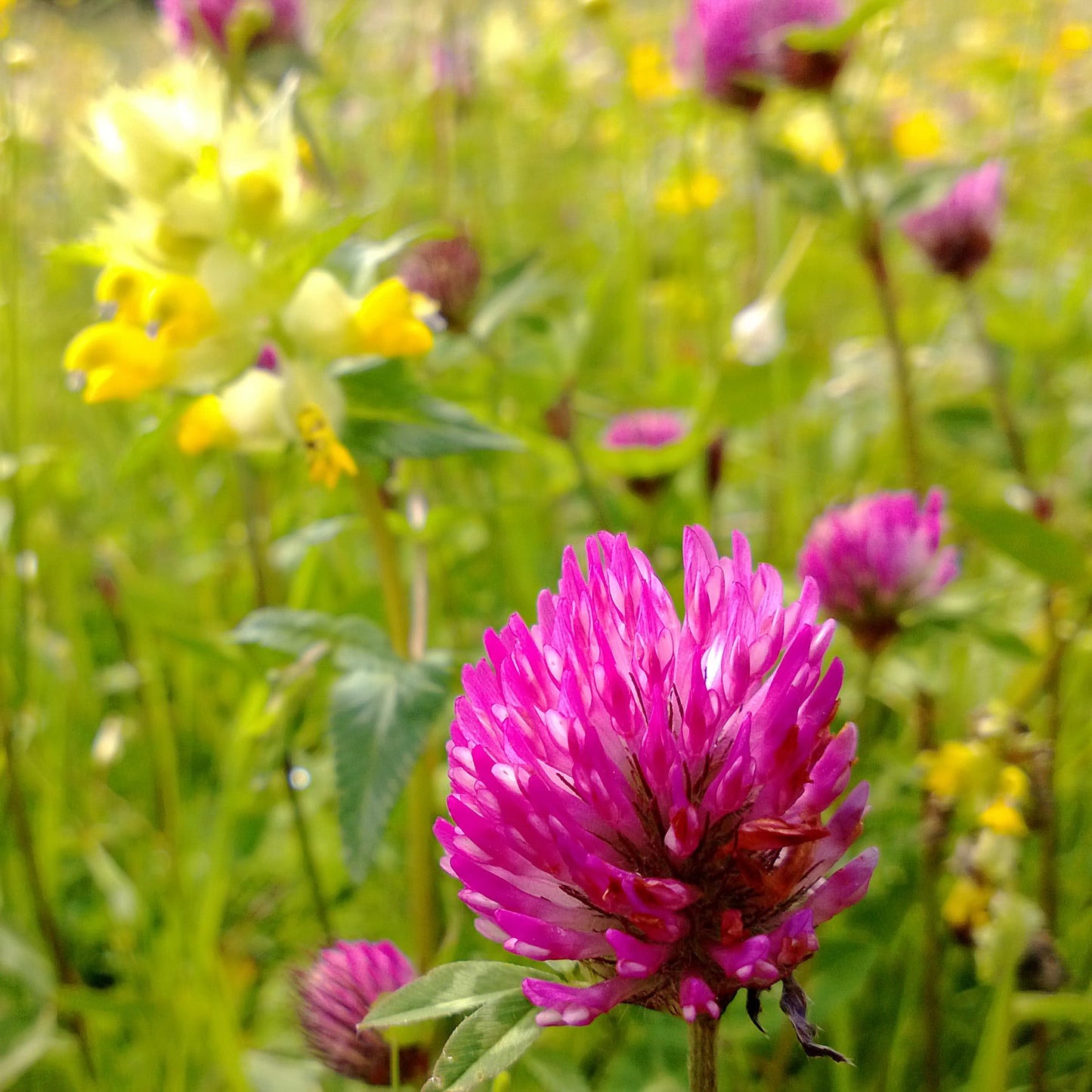 Red Clover (Trifolium pratense) Seeds for Planting – Heirloom, Non-GMO, Bee-Friendly, Soil-Enriching, Easy to Grow, Perennial