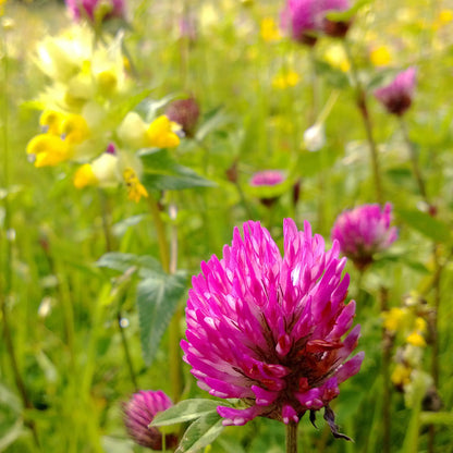 Red Clover (Trifolium pratense) Seeds for Planting – Heirloom, Non-GMO, Bee-Friendly, Soil-Enriching, Easy to Grow, Perennial