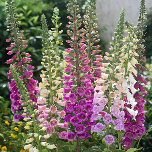 Foxglove Digitalis – Colorful Perennial Garden Flower Seeds
