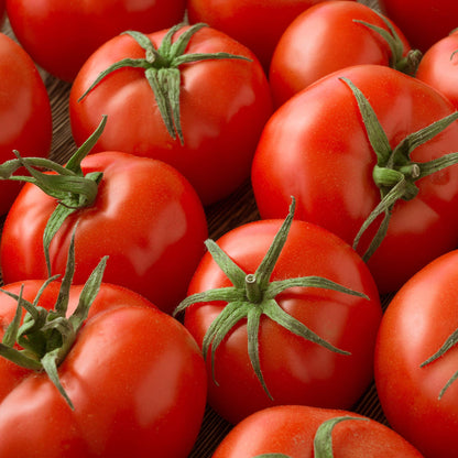 Conqueror of Hearts Tomato – Heirloom Vegetable Garden Seeds