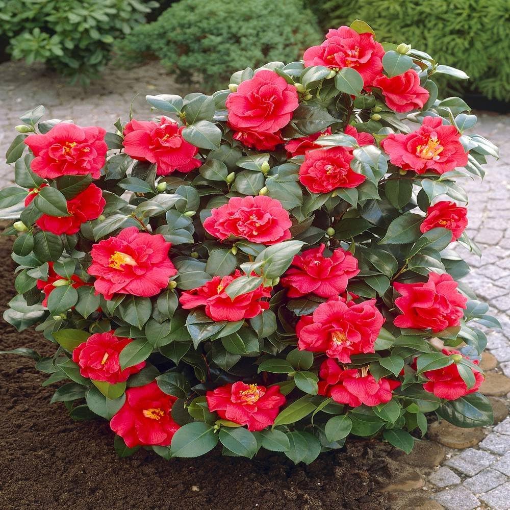 Camellia sinensis ‘Assamica Red Flush’ – Red-Tinged Foliage Plant for Gardens