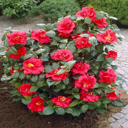 Camellia sinensis ‘Assamica Red Flush’ – Red-Tinged Foliage Plant for Gardens
