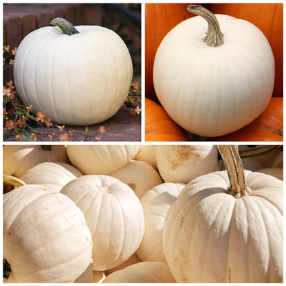 Pumpkin Lumina White Skin Variety Seeds – Rare White Type for Home Gardening