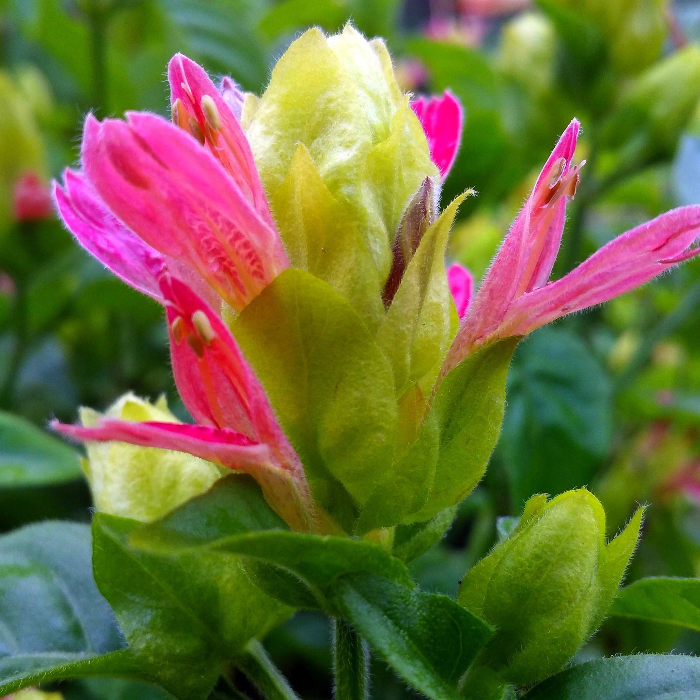 Pachystachys Cocktail Pink and Green Shrimp Plant Seeds – Heirloom, Non-GMO, Ornamental Tropical Variety