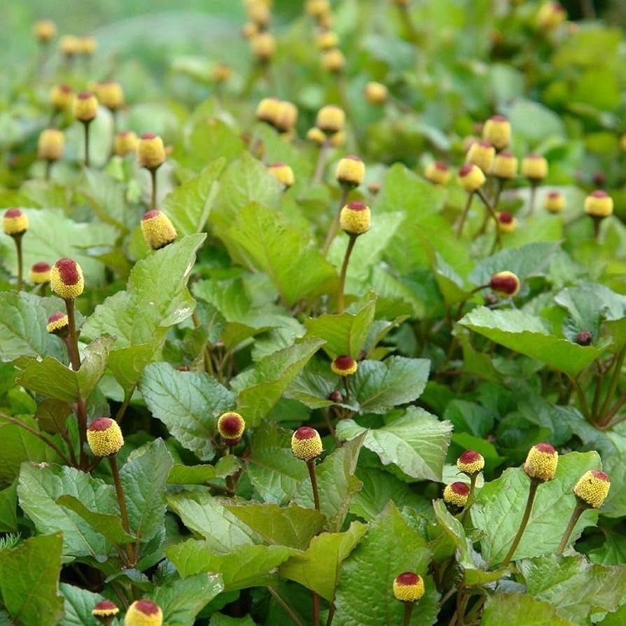 Toothache Herb Spilanthes – Flowering Culinary Herb Seeds
