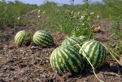 Competition Watermelon Cross – Garden Fruit Seeds
