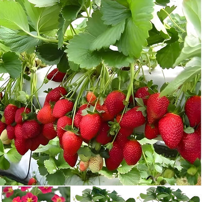 Camarosa Strawberry Seeds – Heirloom, Non-GMO, Large Red Fruit Variety for Planting