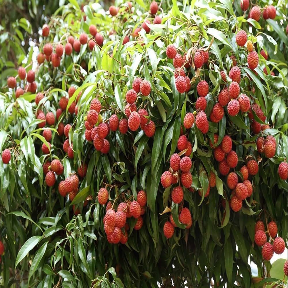 Lychee Litchi Chinensis – Fragrant Fruit Tree Seeds
