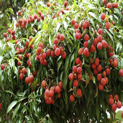 Lychee Litchi Chinensis – Fragrant Fruit Tree Seeds