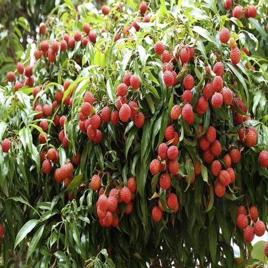 Lychee Litchi Chinensis – Fragrant Fruit Tree Seeds