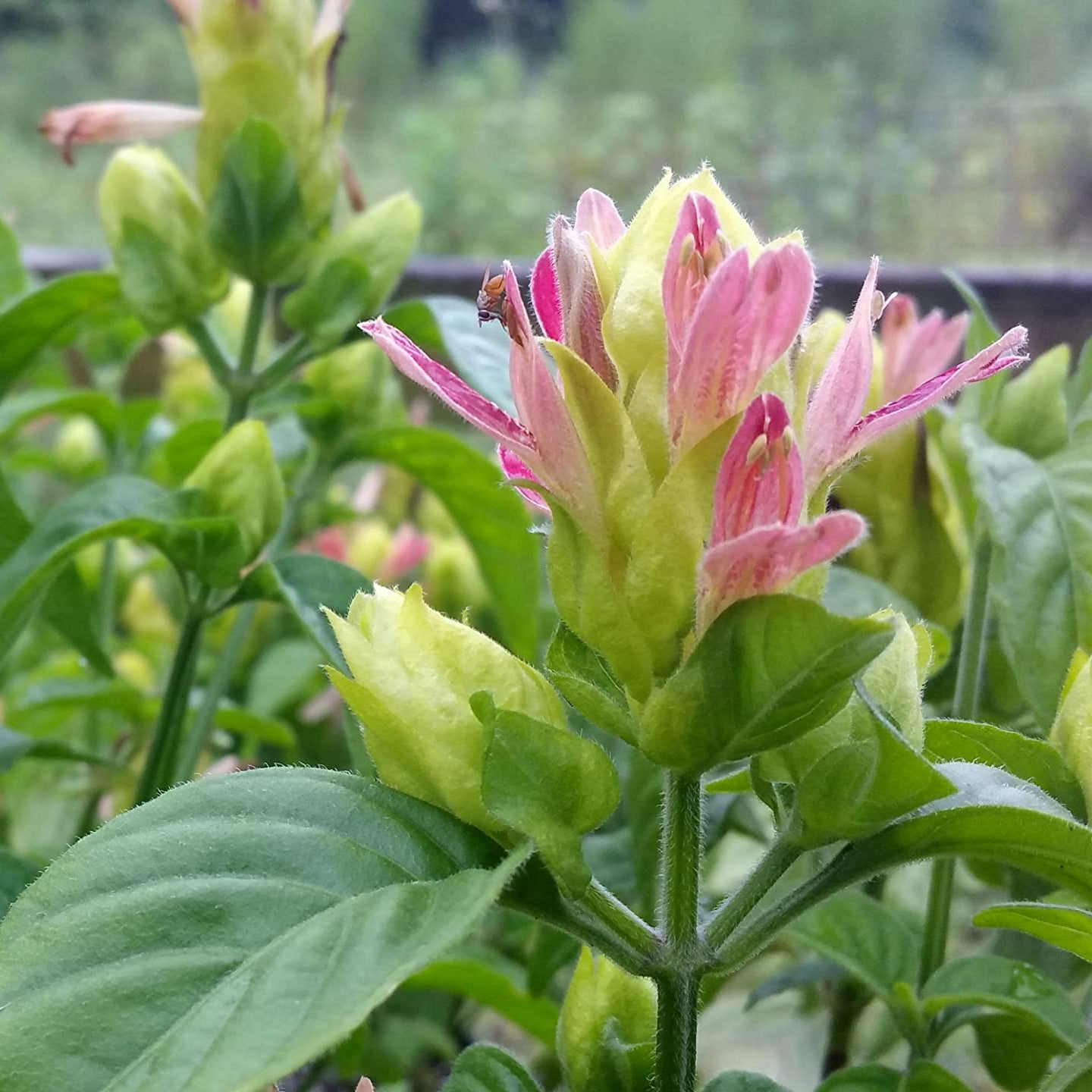 Pachystachys Cocktail Pink and Green Shrimp Plant Seeds – Heirloom, Non-GMO, Ornamental Tropical Variety
