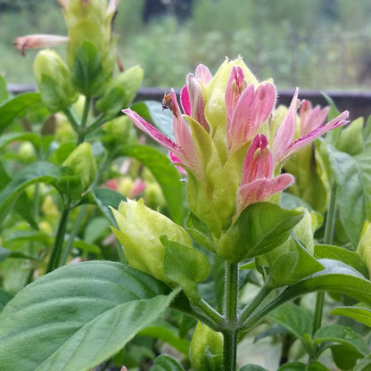 Pachystachys Cocktail Pink and Green Shrimp Plant Seeds – Heirloom, Non-GMO, Ornamental Tropical Variety