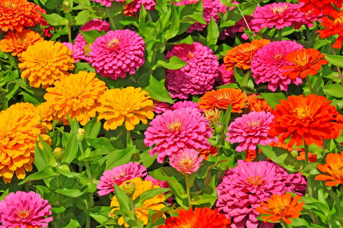 Dahlia Flowered Mixed Zinnia – Colorful Wildflower Seeds