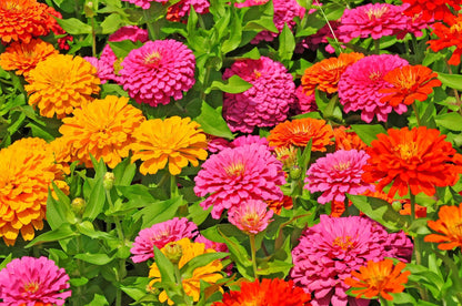 Dahlia Flowered Mixed Zinnia – Colorful Wildflower Seeds