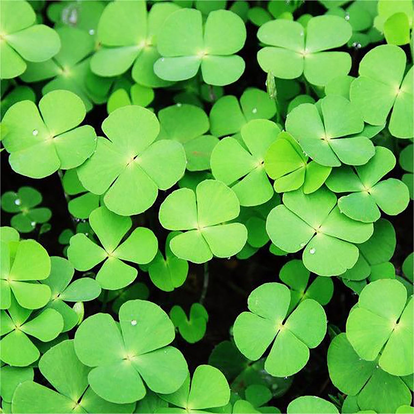 Four Leaf Clover (Oxalis deppei) Seeds for Planting – Heirloom, Non-GMO, Easy to Grow, Indoor/Outdoor Ground Cover