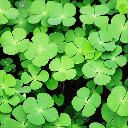Four Leaf Clover (Oxalis deppei) Seeds for Planting – Heirloom, Non-GMO, Easy to Grow, Indoor/Outdoor Ground Cover