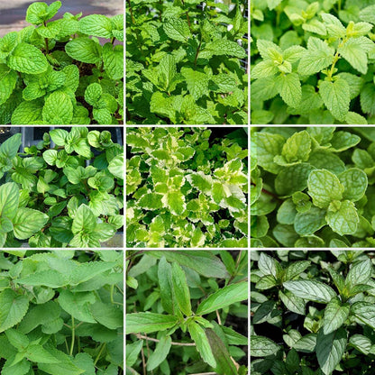 Citronella Lemon Balm – Perennial Herb Seeds