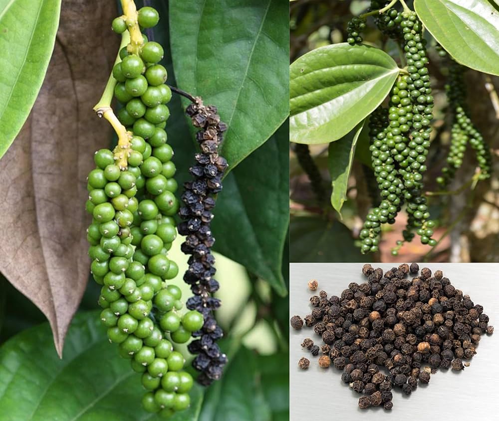 Black Pepper Seeds Piper Nigrum King of Spices Aromatic Climbing Vine for Home & Garden