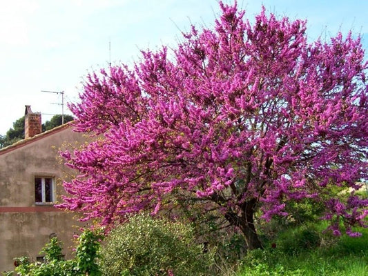 Judas Tree Cercis Siliquastrum – Eastern Redbud Tree Seeds