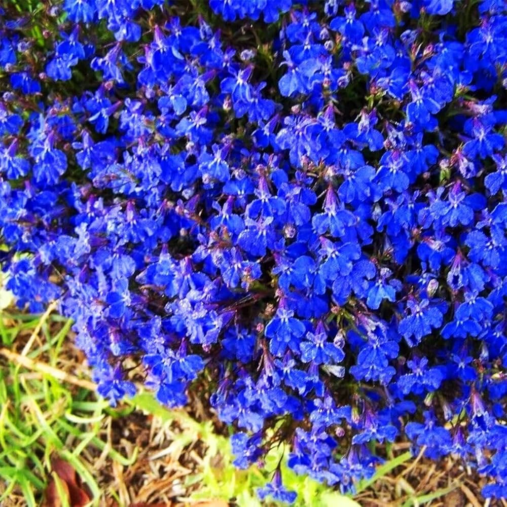 Blue Creeping Thyme – Ground Cover Herb Seeds