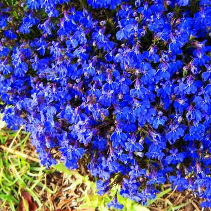 Blue Creeping Thyme – Ground Cover Herb Seeds