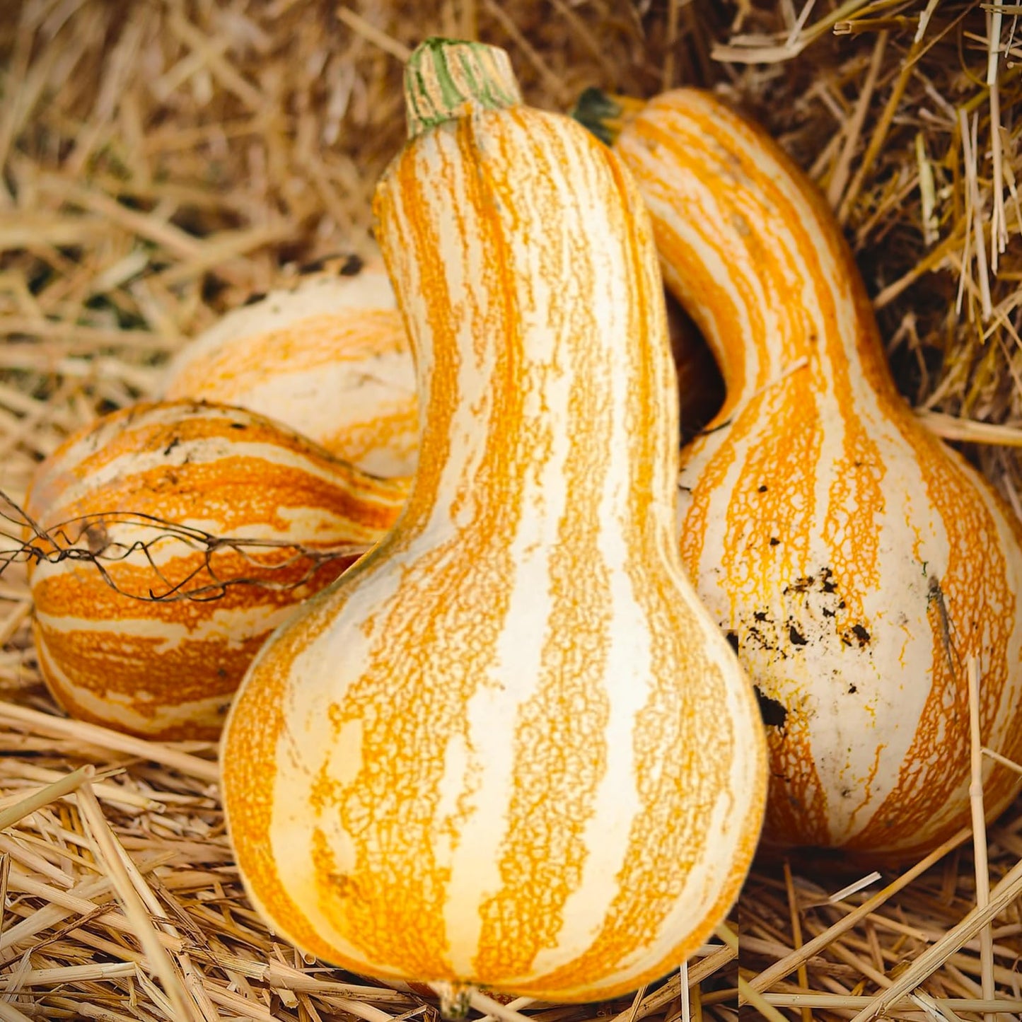 Orange Striped Cushaw Pumpkin – Heirloom Vegetable Garden Seeds