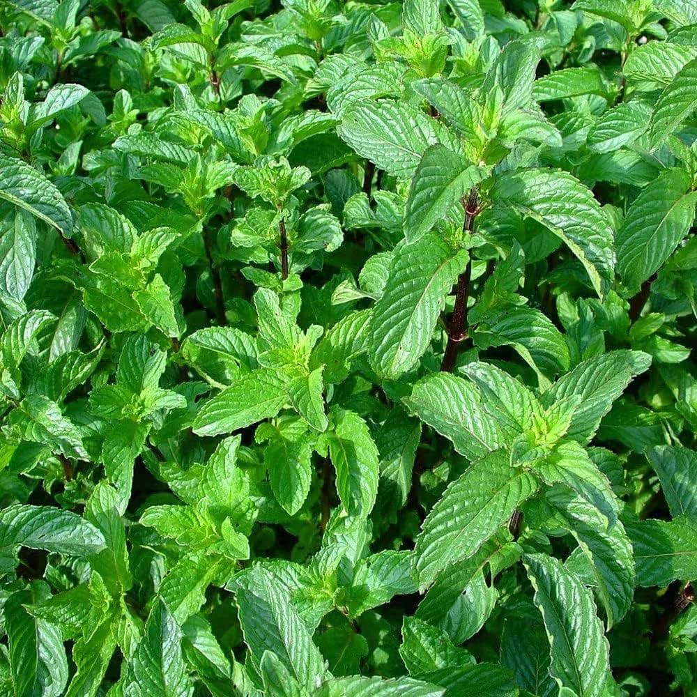 Peppermint (Mentha × piperita) Herb Seeds for Planting – Aromatic Mint Variety for Home Gardens