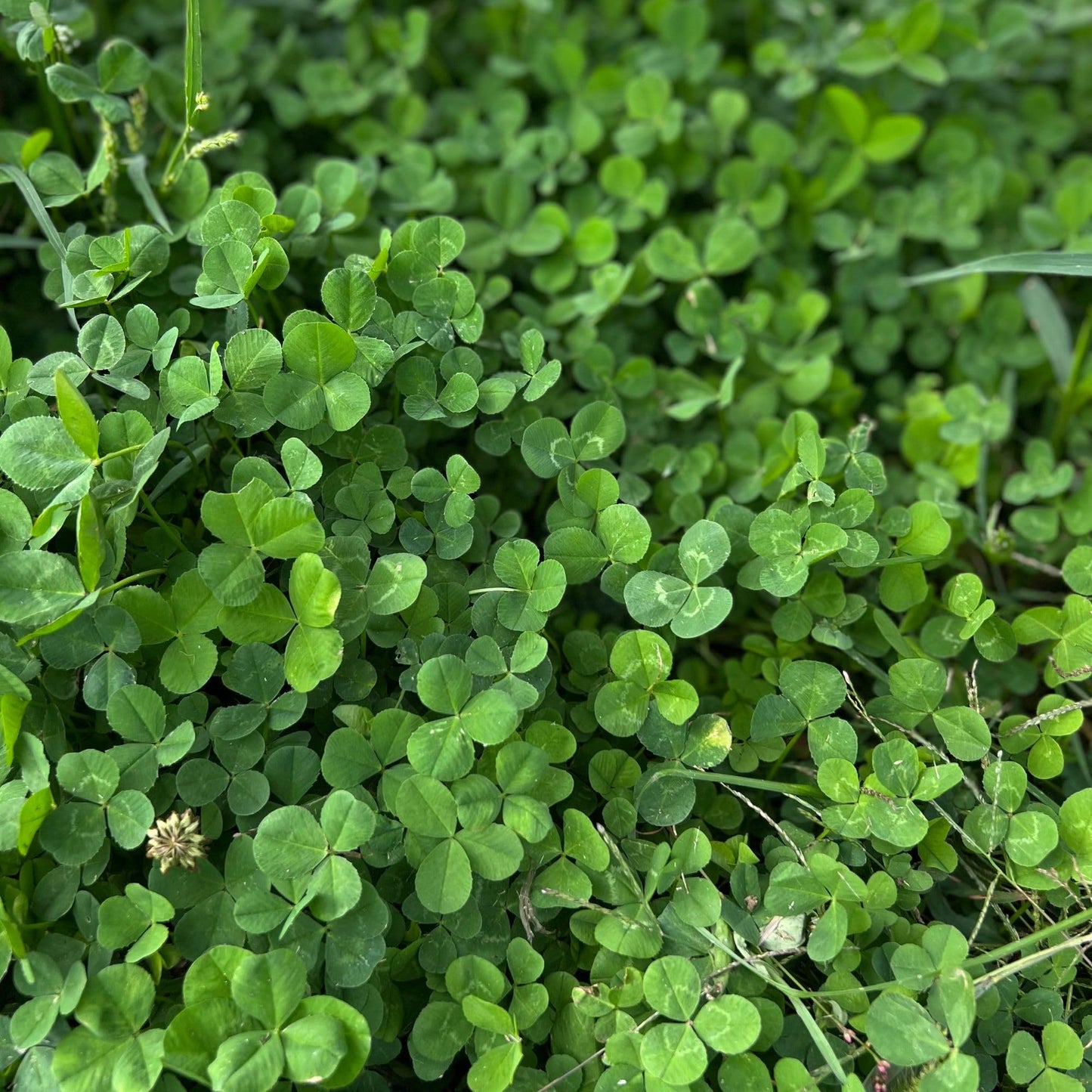 Mini Clover (Microclover) Seeds for Planting – Heirloom, Non-GMO, Low-Mow Groundcover, Perennial, Easy to Grow