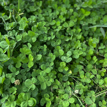 Mini Clover (Microclover) Seeds for Planting – Heirloom, Non-GMO, Low-Mow Groundcover, Perennial, Easy to Grow
