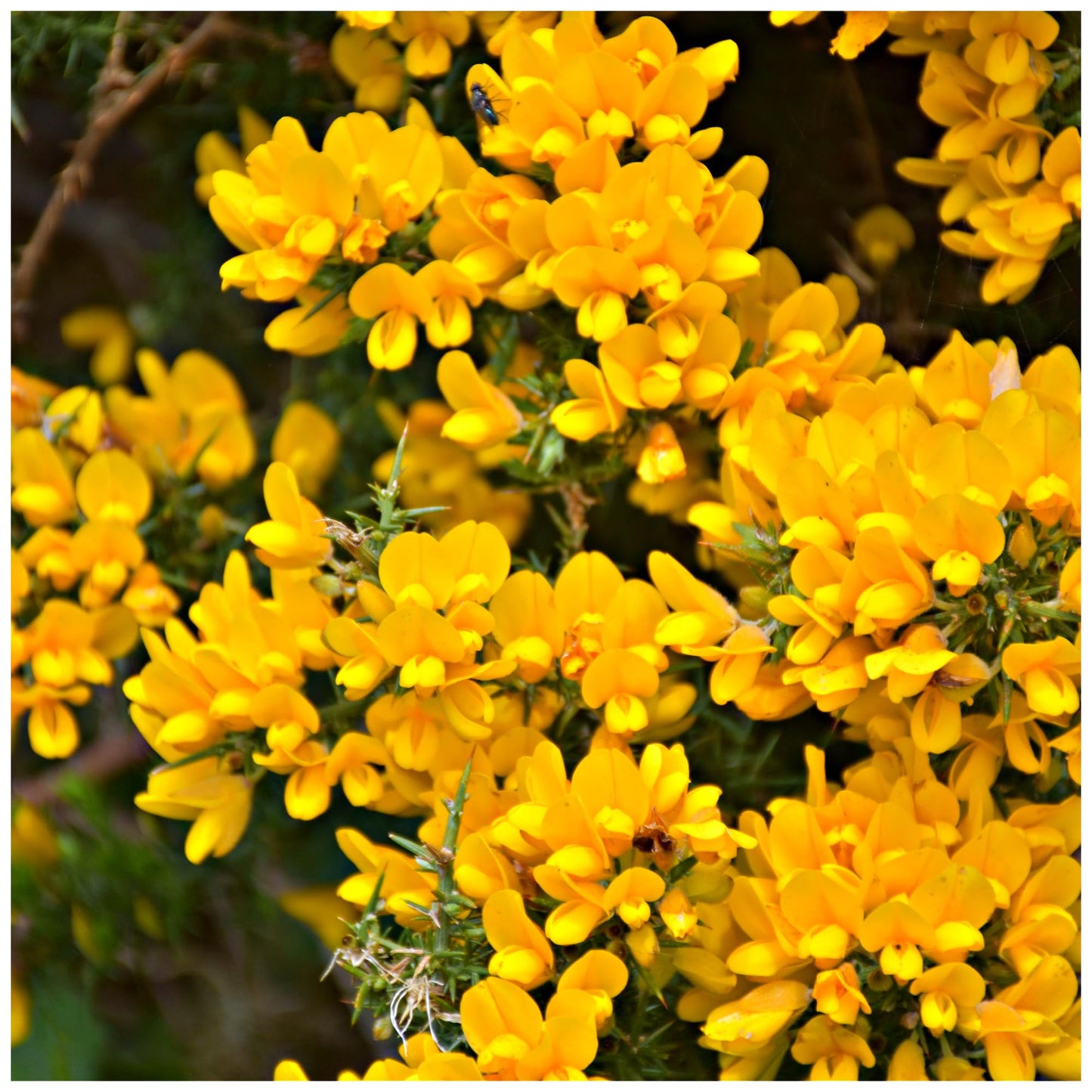 Golden Gorse Bloom Seeds – Heirloom, Non-GMO, Hardy Shrub, Early-Season Yellow Flowers