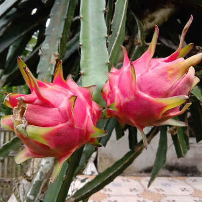 Pitaya (Dragon Fruit) Mix Seeds for Planting – Heirloom, Non-GMO, Red and White Flesh Varieties, Easy to Grow