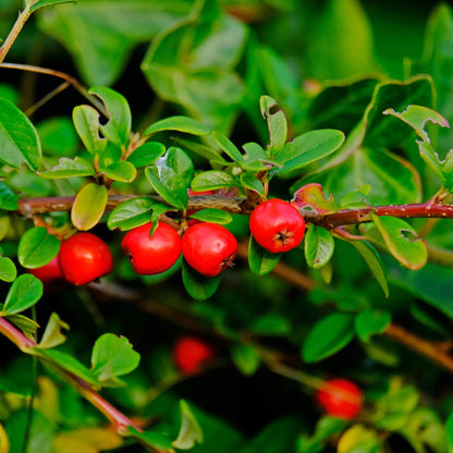 Mountain Cranberry Vaccinum – Perennial Fruit Seeds