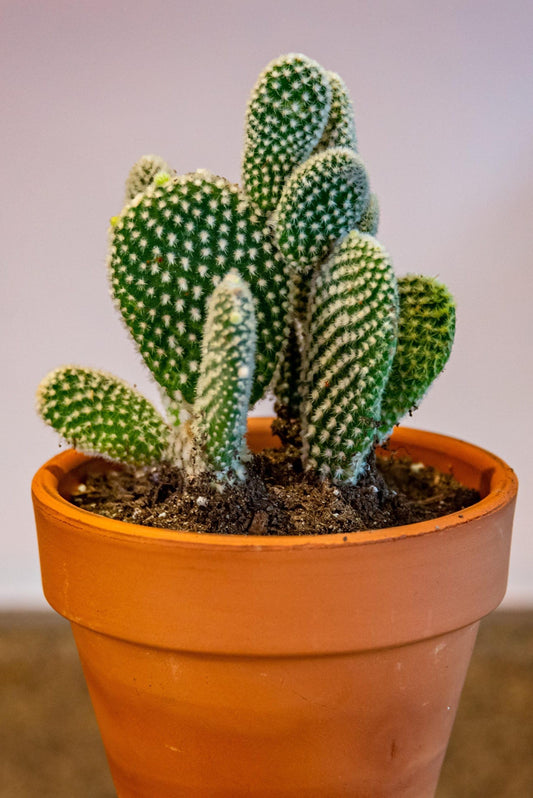 Rabbit Ear Plant Opuntia Microdasys – Succulent Cactus Garden Seeds