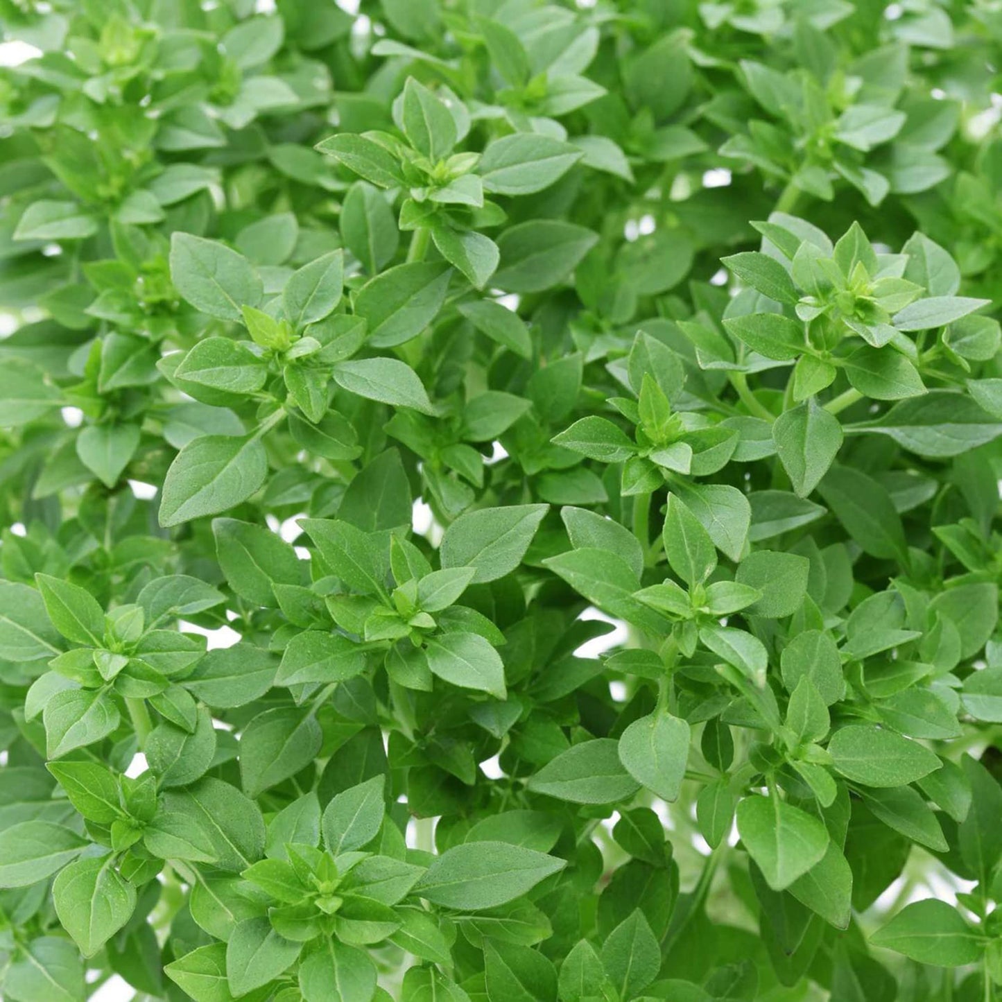 Dwarf Greek Basil – Dwarf Herb Seeds