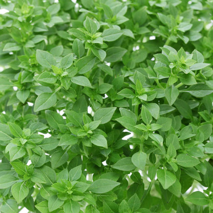 Dwarf Greek Basil – Dwarf Herb Seeds