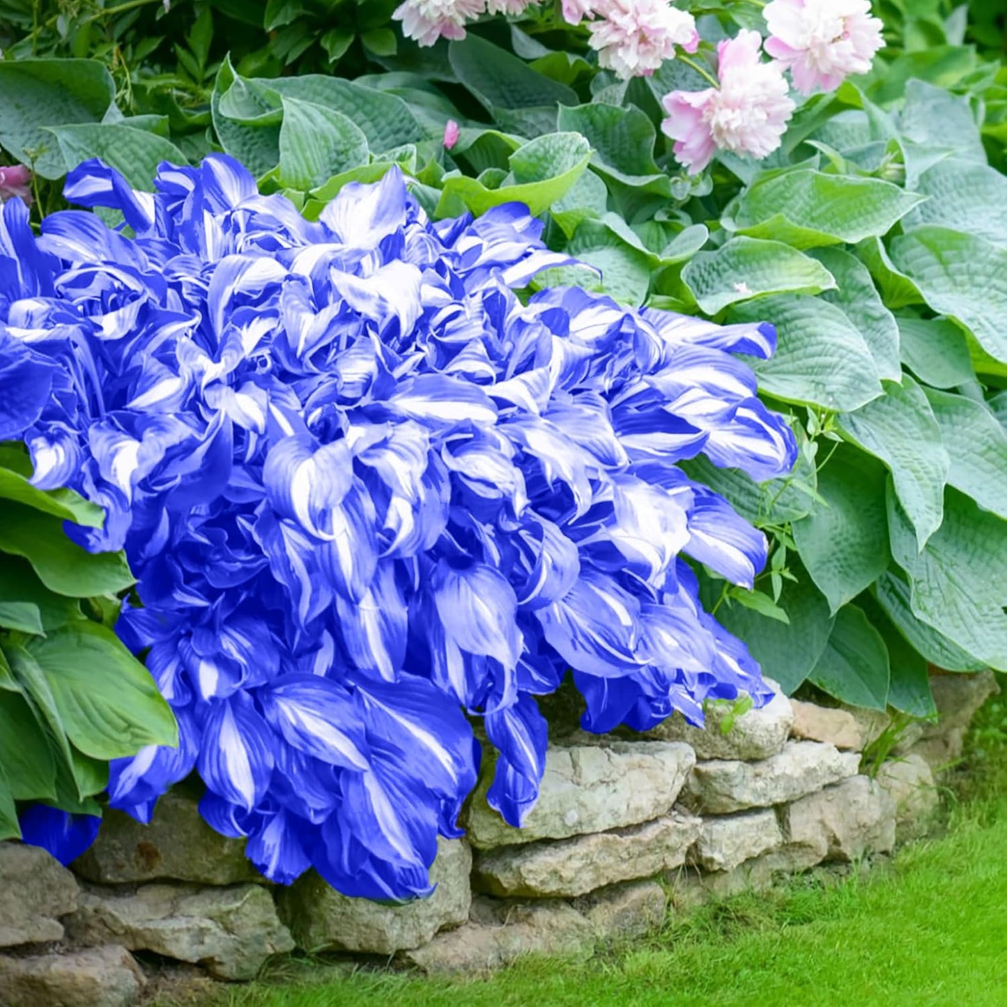Hosta Seeds for Planting – Heirloom, Non-GMO, Perennial Shade Plant, Hosta spp. Foliage Variety