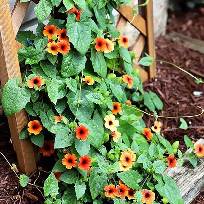 Thunbergia (Black-Eyed Susan Vine) Seeds for Planting – Heirloom, Non-GMO, Easy to Grow, Climbing Annual