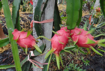 Dragon Fruit Seeds (Pitaya / Pitahaya / Strawberry Pear)